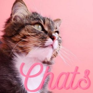 top categorie chat la tribu des moustachus
