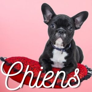 top categorie chien la tribu des moustachus